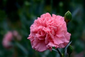 康乃馨代表什么意思，康乃馨的功效與作用"