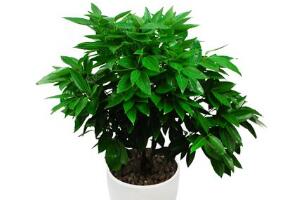 平安樹(shù)怎么養(yǎng)才茂盛，平安樹(shù)的養(yǎng)殖方法"