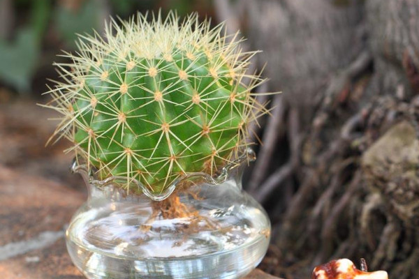 仙人球的種類有哪些，根據(jù)外觀/毛刺/可食用性區(qū)分