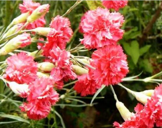 康乃馨一年開幾次花，一年只開一次花"