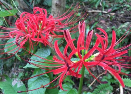 彼岸花怎么種植，老農(nóng)總結(jié)七大種植方法"