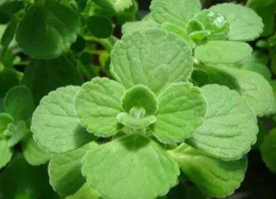 驅蚊草碰碰香有毒嗎，無毒/凈化空氣、醒腦提神"