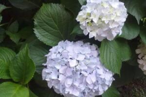 繡球花什么時候開花，繡球花一年開幾次花"