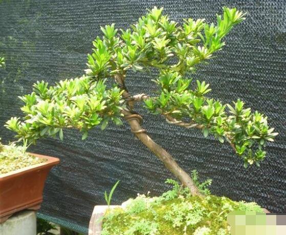 羅漢松盆景養(yǎng)護方法，老農(nóng)總結(jié)五大最實際有效方法"
