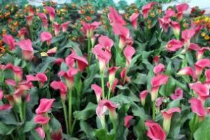 馬蹄蓮的品種有哪些，馬蹄蓮品種圖片大全"