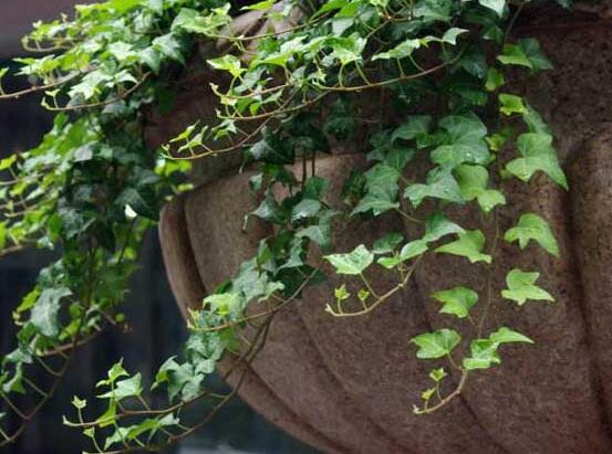 常春藤葉片干枯怎么救，老農(nóng)總結(jié)三種最有效解決辦法"