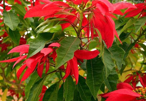 一品紅多久澆一次水，不同季節(jié)不同澆水量(澆則澆透)"