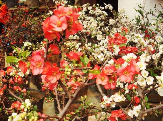 海棠花爛根怎么辦，海棠花爛根解決辦法"