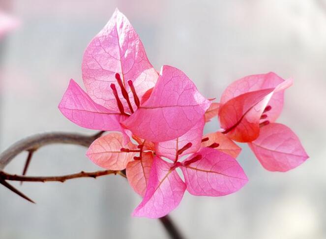 三角梅的花期，養(yǎng)殖技巧得當可全年開花"