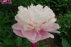 芍藥花的養(yǎng)護，芍藥養(yǎng)護技巧介紹"