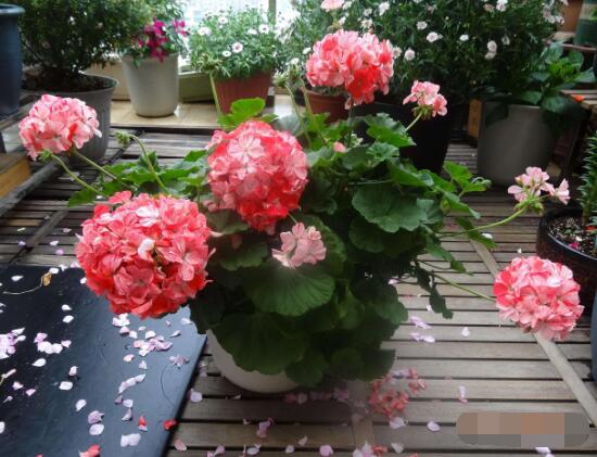 天竺葵怎么養(yǎng)，天竺葵養(yǎng)殖方法"