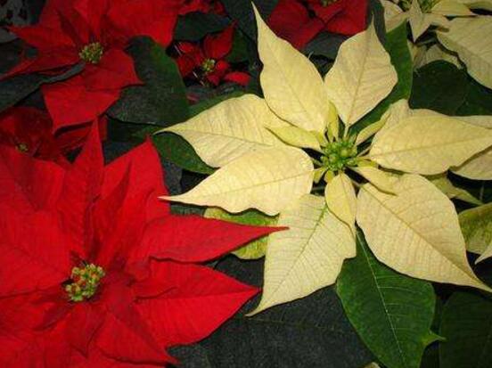 一品紅有毒嗎，一品紅可以放在室內(nèi)養(yǎng)嗎"