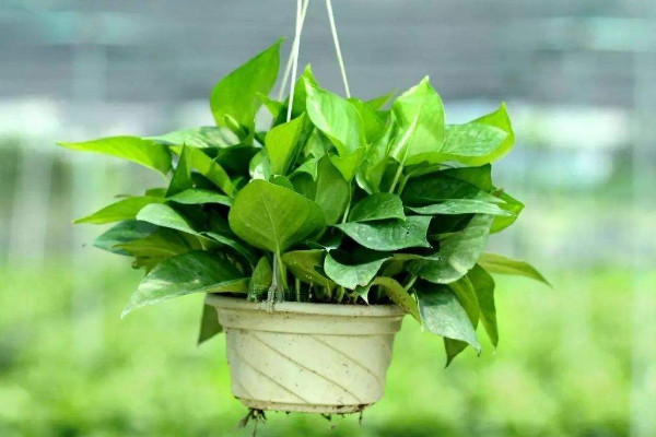 家里為什么不能放綠蘿，過多的綠蘿會搶奪氧氣"