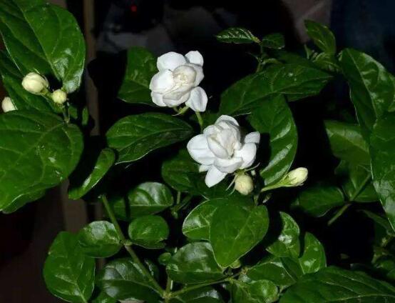 茉莉花圖片，潔白如雪、芳香迷人"