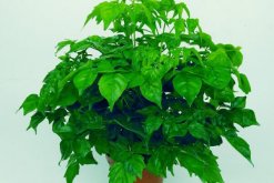 平安樹(shù)有什么作用，可凈化空氣/入藥治病"