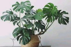 龜背竹繁殖方法圖解，扦插繁殖是最好的選擇"