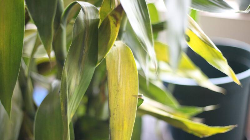 富貴竹葉子發(fā)黃怎么辦"