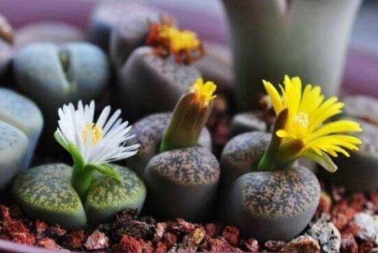 夏天生石花怎么養(yǎng)，做好五個要點可安然度夏"