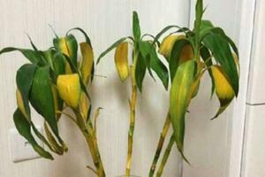 富貴竹葉子發(fā)黃怎么辦，富貴竹葉子發(fā)黃的原因"