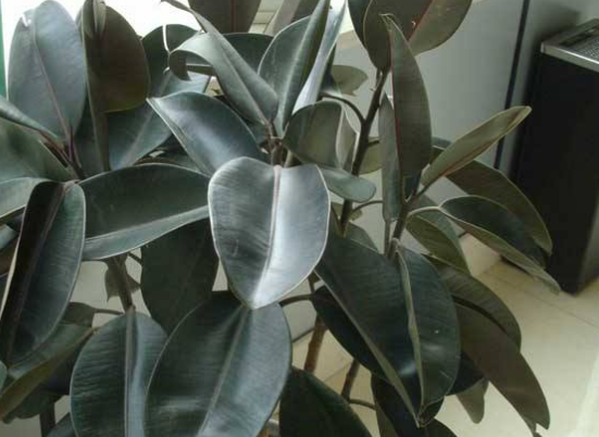 橡皮樹放在哪里旺風(fēng)水，盤點(diǎn)四個(gè)最佳位置(客廳/書房/陽臺/玄關(guān))"