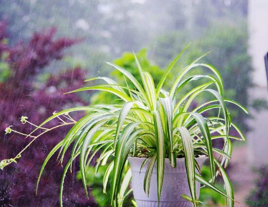 金心吊蘭的養(yǎng)殖方法及注意事項(xiàng)，9種方法幫你把金心吊蘭養(yǎng)爆盆"