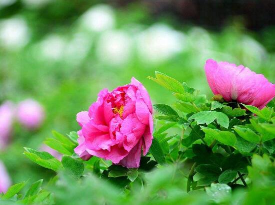 牡丹花怎么養(yǎng)，牡丹花養(yǎng)殖方法"