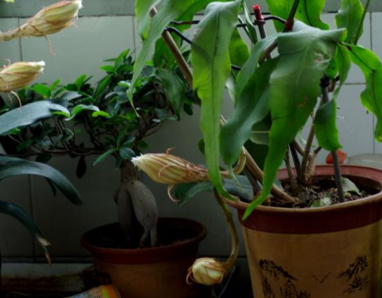 曇花的種植方法，教你最簡單五個步驟(存活率高)"