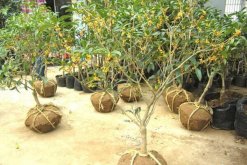 桂花樹苗怎么移栽，5步即可完成樹苗的移栽"