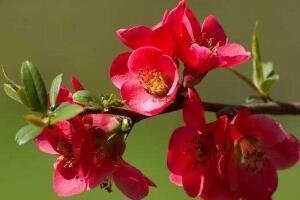 海棠花有毒嗎，海棠花能在室內(nèi)養(yǎng)嗎"