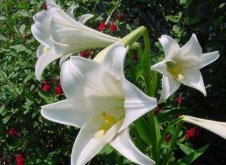 百合花有多少品種，百合花品種圖片大全"