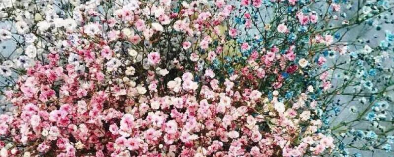 滿天星發(fā)芽后多久開花"