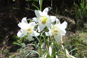 百合花花期多久，百合花開花后怎么處理/施肥澆水養(yǎng)護"