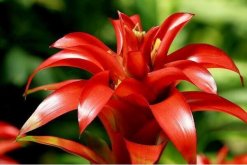 鴻運(yùn)當(dāng)頭花謝了怎么辦，分株繁殖可以繼續(xù)開(kāi)花"