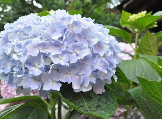 繡球花花期多久，花開花謝持續(xù)25天(6-8月開花)"