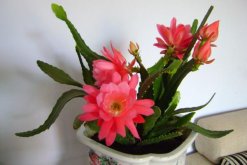 令箭荷花的養(yǎng)殖方法，5步讓你的令箭荷花顏值更高"