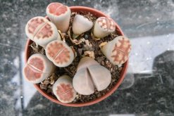 生石花夏天皺皺的怎么辦，可能是光照過強導(dǎo)致"