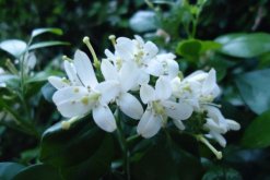 九里香如何長粗，通過光照、溫度、施肥、修剪4步進(jìn)行"