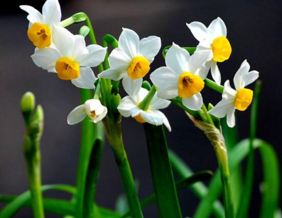 水仙花倒了怎么辦，教你三種最好的解決措施(光照/溫度/肥料)"