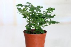 平安樹(shù)擺放風(fēng)水，放在客廳或者陽(yáng)臺(tái)比較好"