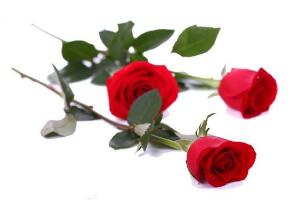 玫瑰花朵數(shù)代表的含義，玫瑰花寓意和象征"