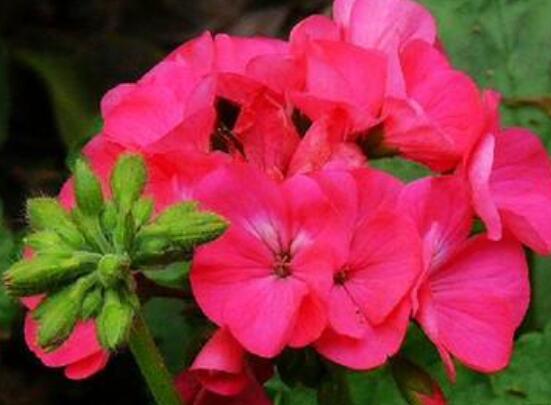 香葉天竺葵的養(yǎng)殖方法，老農(nóng)歸納出最有效的八大養(yǎng)殖方法"