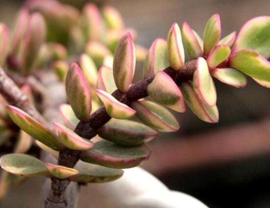 雅樂之舞為什么不紅，做好合適盆土/保持充足光照"