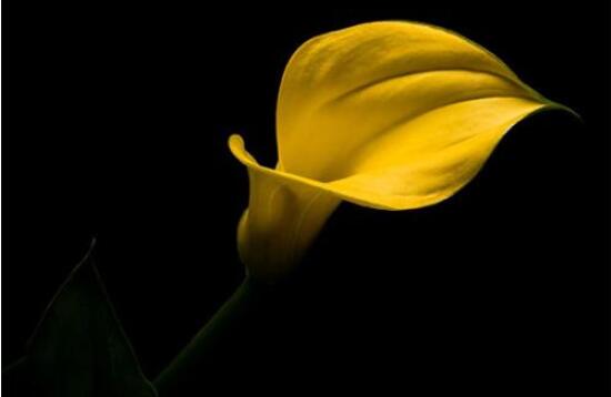 馬蹄蓮只長(zhǎng)葉子不開(kāi)花，四種原因以及解決辦法"