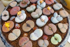 生石花多久澆一次水，不同季節(jié)不同澆水方法"