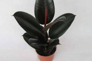 橡皮樹的汁液有毒嗎，橡皮樹適合在室內(nèi)養(yǎng)嗎"