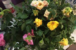 月季花焉了怎么辦，三個妙招讓它重新恢復(fù)生機(jī)"