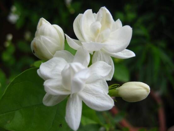 茉莉花爛根怎么救，茉莉花爛根解救辦法"