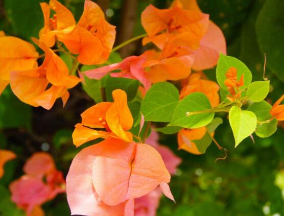 三角梅爛根處理辦法，三角梅七大爛根處理辦法"