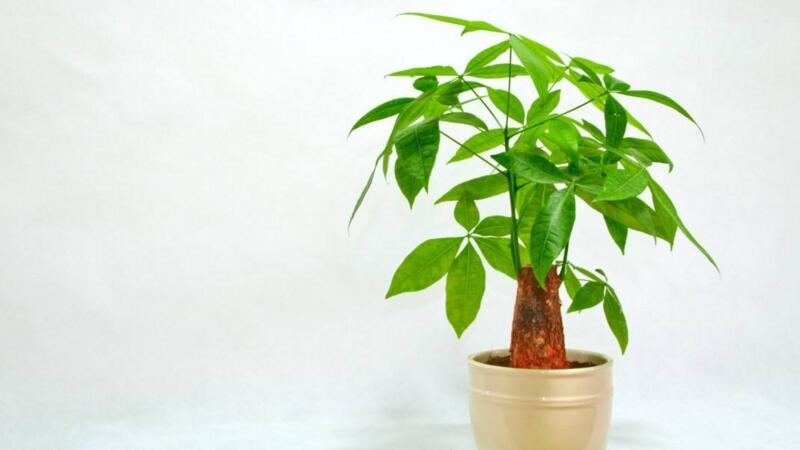 發(fā)財(cái)樹怎么澆水"