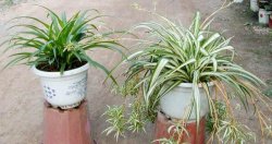 吊蘭怎么繁殖最快，分株繁殖成型最快"